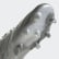 Chuteira Copa 20.1 Campo Silver Metallic / Silver Metallic / Solar Yellow EF8316 Chuteira Copa 20.1 Campo Silver Metallic / Silver Metallic / Solar Yellow EF8316