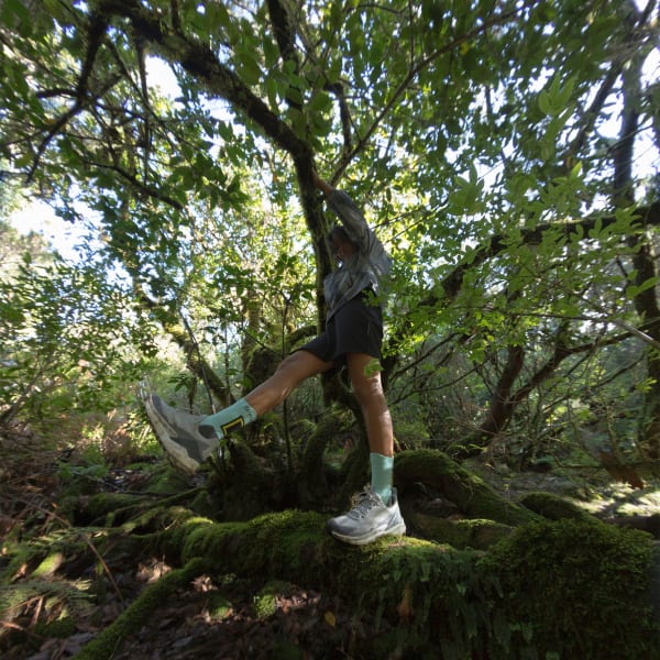 Big tree adidas terrex clearance