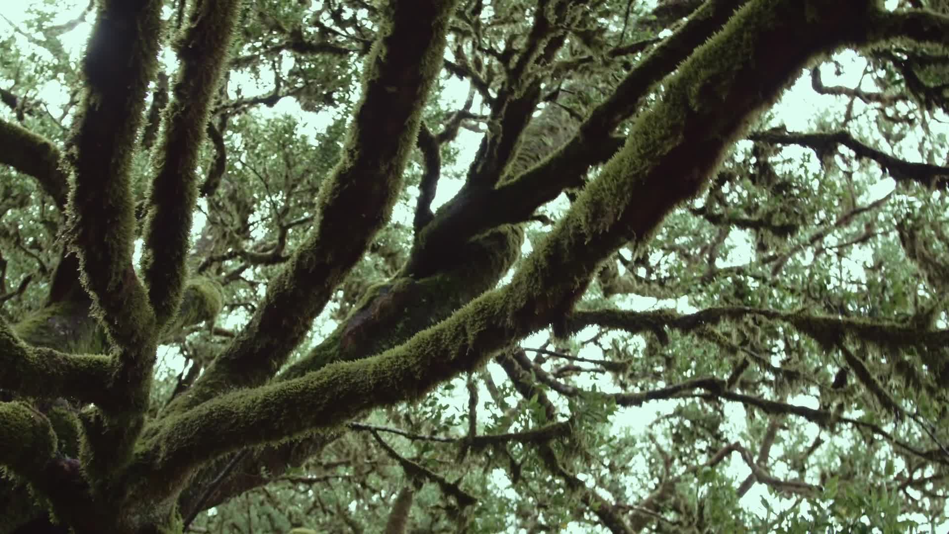 National Geographic lightweight ライトジャケット national-geographic-jacket-