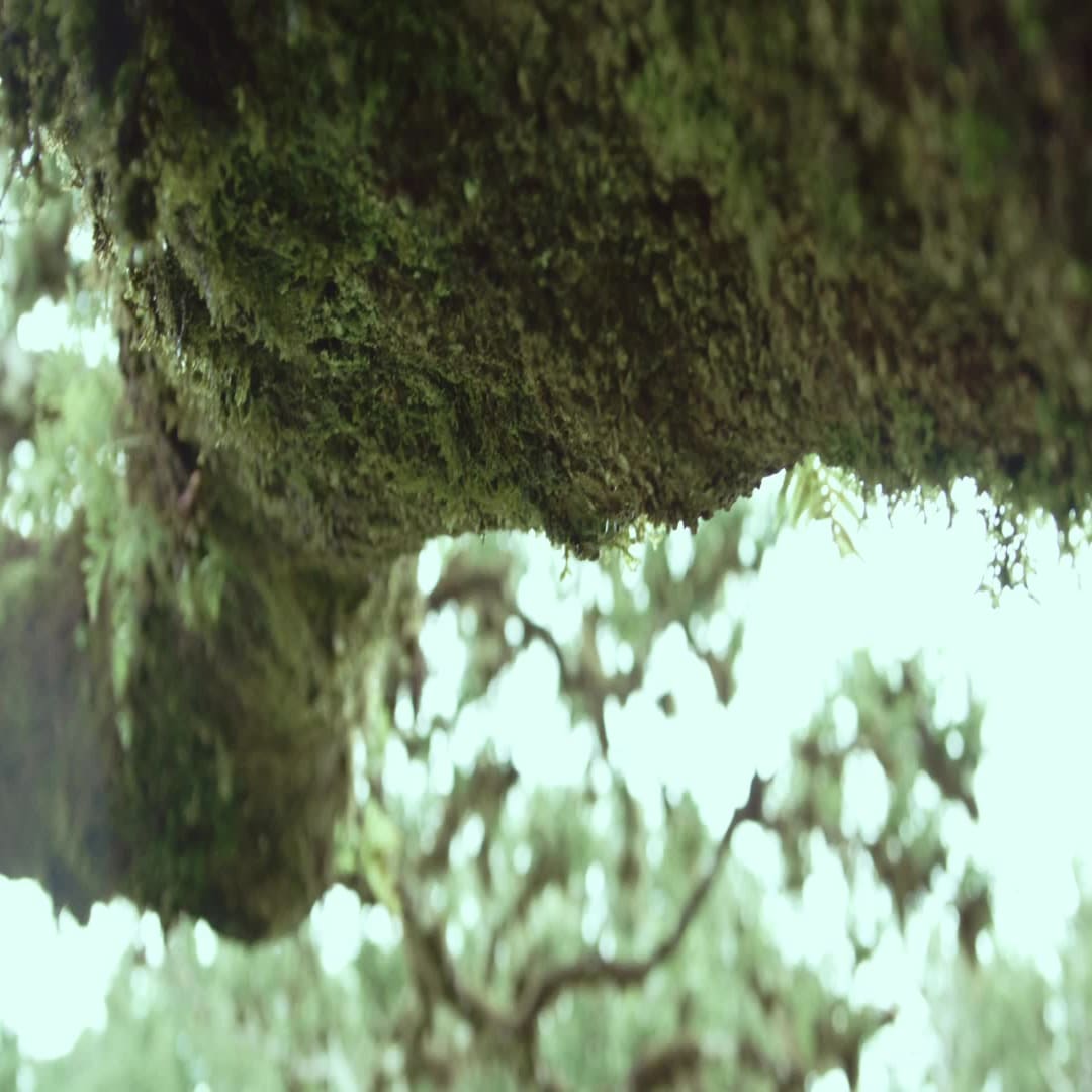 Adidas Free sneaker Grey Two / Grey One / Grey Three