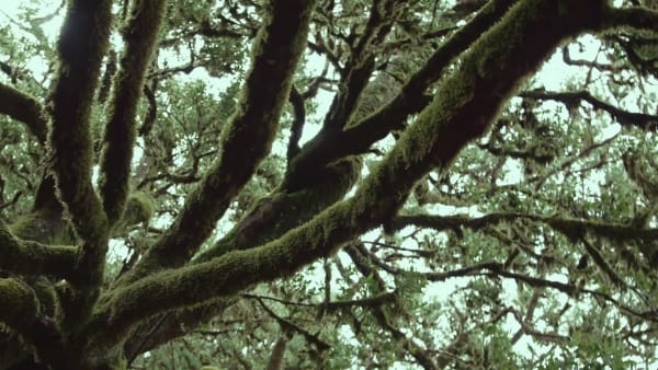 Verde Chamarra WINDSTOPPER® National Geographic